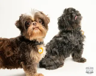 Tollie & Walter - Bonded Pair