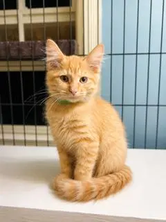 KITTEN FLOKI