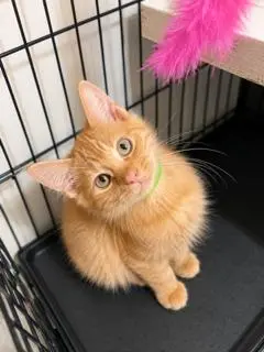 KITTEN FLOKI