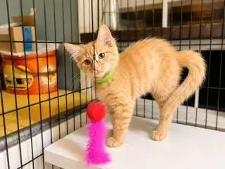 KITTEN FLOKI