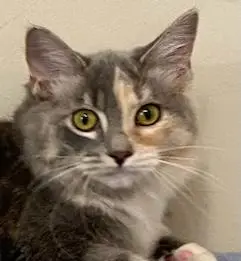 KITTEN PEBBLES