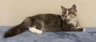 KITTEN PEBBLES