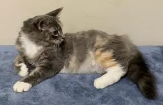 KITTEN PEBBLES