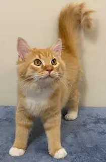KITTEN PHOENIX