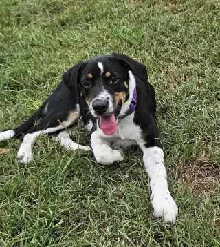 Haven- too cute to handle
