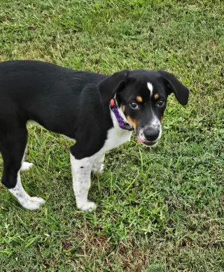 Haven- too cute to handle