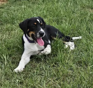 Haven- too cute to handle