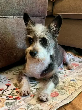 Nugget
