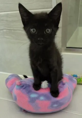Pepper