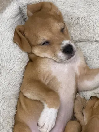 Sabine