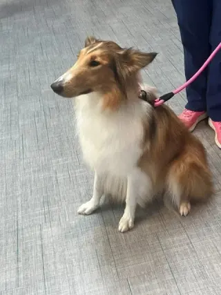 Lassie afoption pending