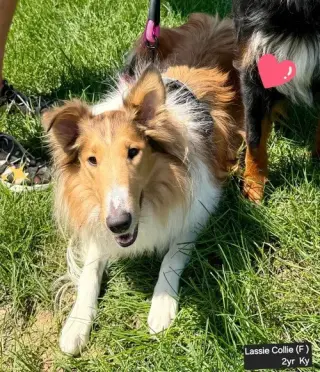 Lassie afoption pending