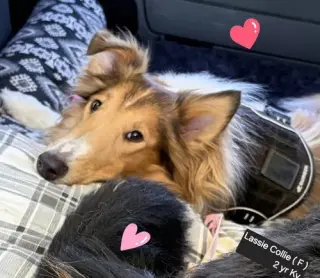 Lassie afoption pending