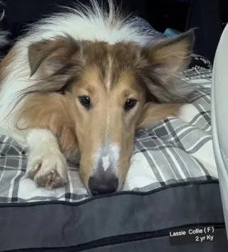 Lassie afoption pending