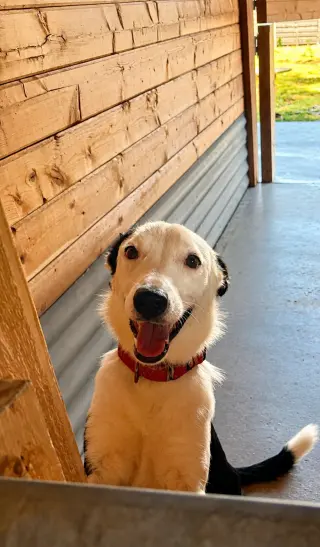 Kip (a courtesy listing in Austin TX)