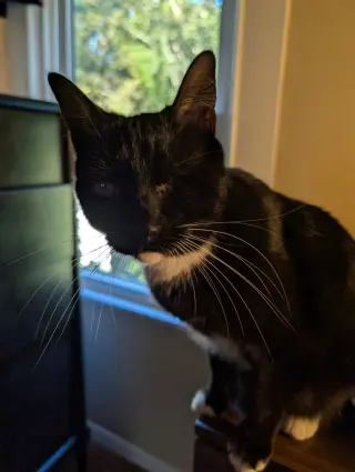 Eartha Kitty