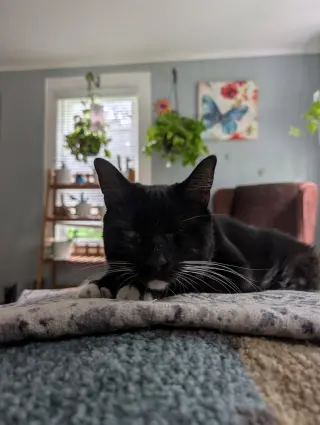 Eartha Kitty