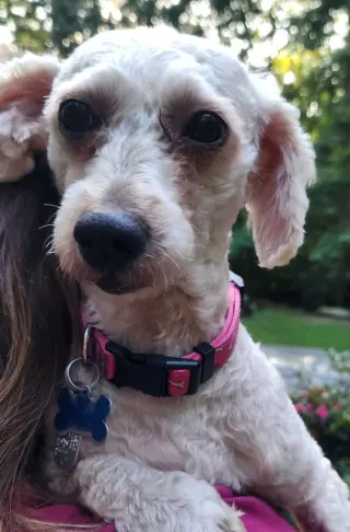 Andi