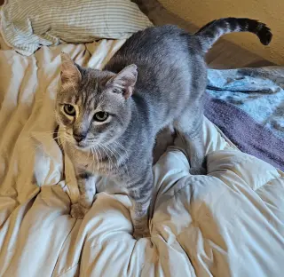 PAULY #2015 - Offered by Owner - Sweet FIV+