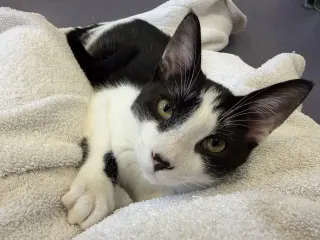 Reggie