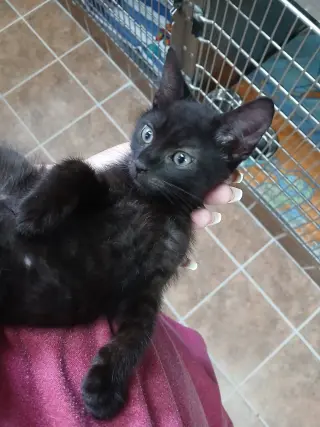 Black Male Kittens