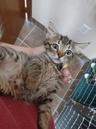 Female Kittens