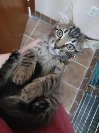 Female Kittens