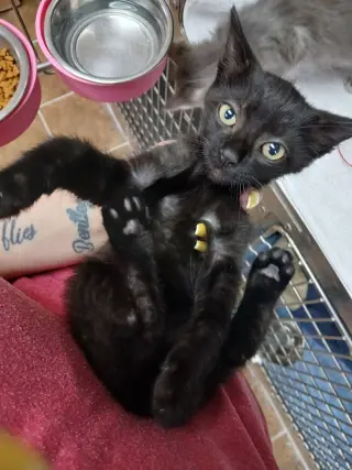 Male Kittens