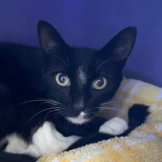 Morticia