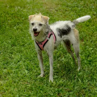 Lucy