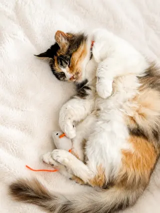 Glinda (Courtesy Post)