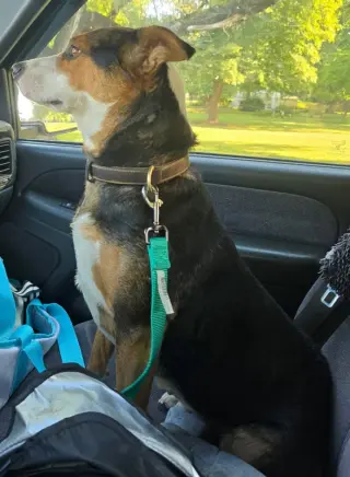 Bella
