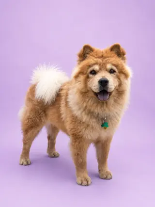 Lo Mein