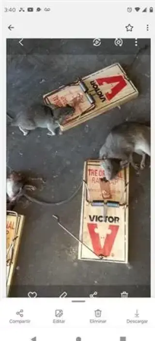 Wenceslao pest control