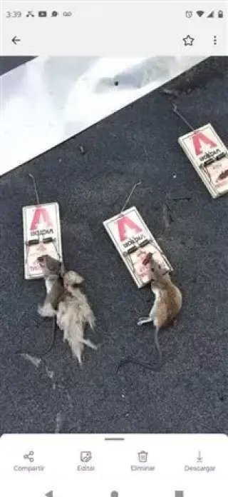 Wenceslao pest control