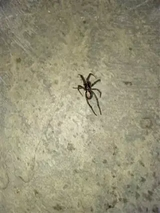 Wenceslao pest control