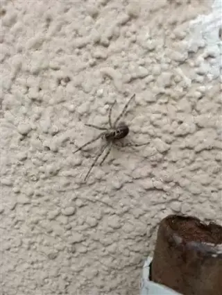 Wenceslao pest control