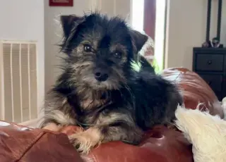 SKIPPER