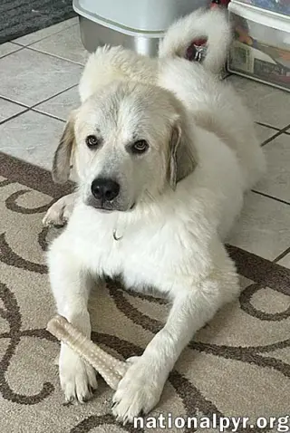 Bear in SC - A Jolly, Goofy Boy!
