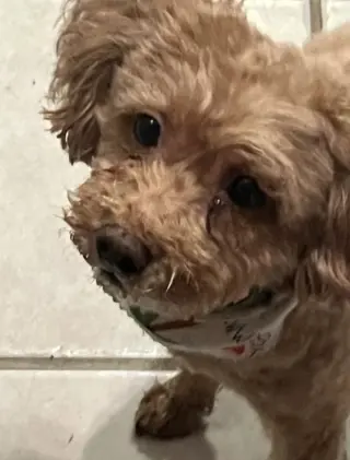 BRANDY