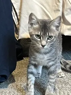 Remy