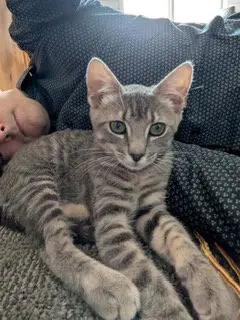Remy