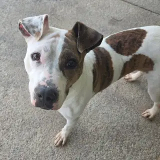 Fiona