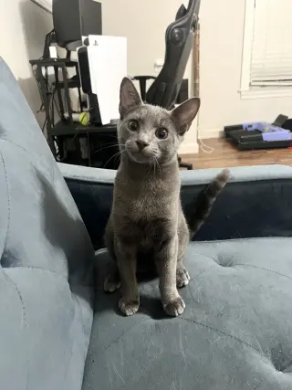 Kermit (Available for pre-adoption)