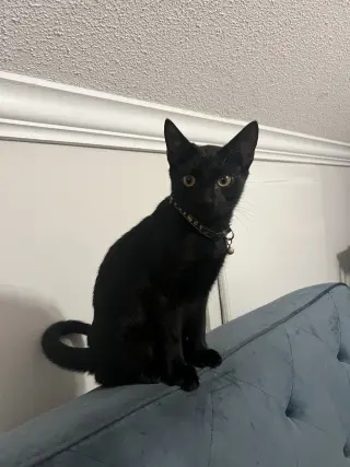 Gonzo (Available for pre-adoption)