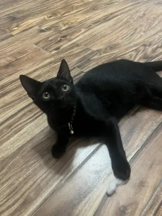 Gonzo (Available for pre-adoption)