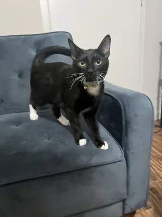 Fozzie Bear (Available for pre-adoption)