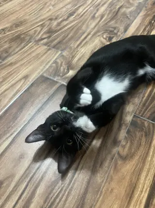Fozzie Bear (Available for pre-adoption)