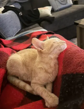 Spritz aka Nelson