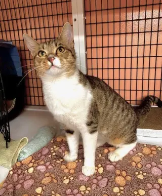 Jellybelly